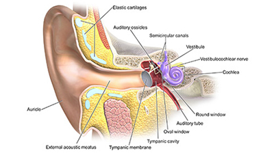 Otorhinolaryngology